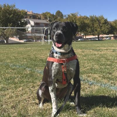 Bebe the dog sitting in a park